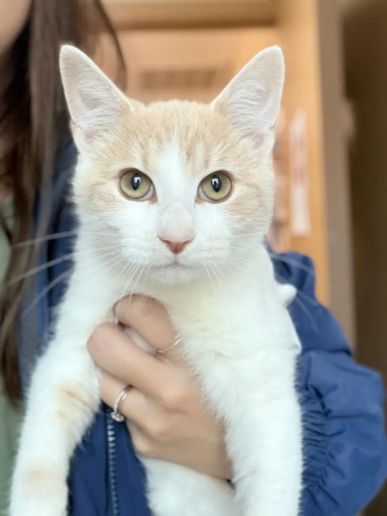 A baby medium-sized male Domestic Short Hair cat named Piglett for adoption in Menomonie, WI