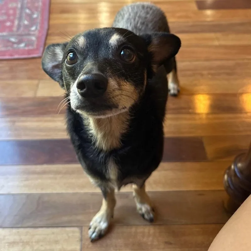 A senior small-sized male Miniature Pinscher dog named Green for adoption in Lake Worth, FL