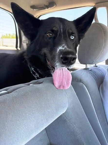 An adult medium-sized female German Shepherd Dog dog named Ellie Mae for adoption in Pleasant Grove, CA