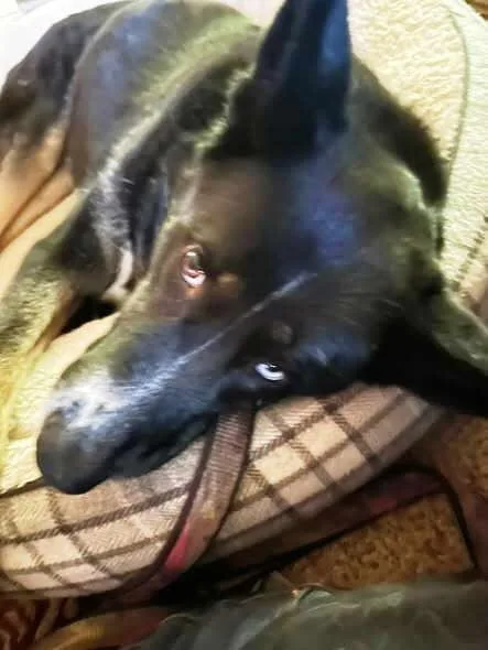 Ellie Mae thumbnail 4