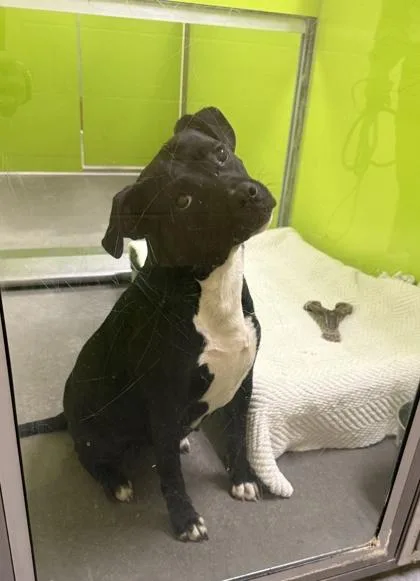An adult medium-sized female Pit Bull Terrier dog named Goose for adoption in Independence, MO