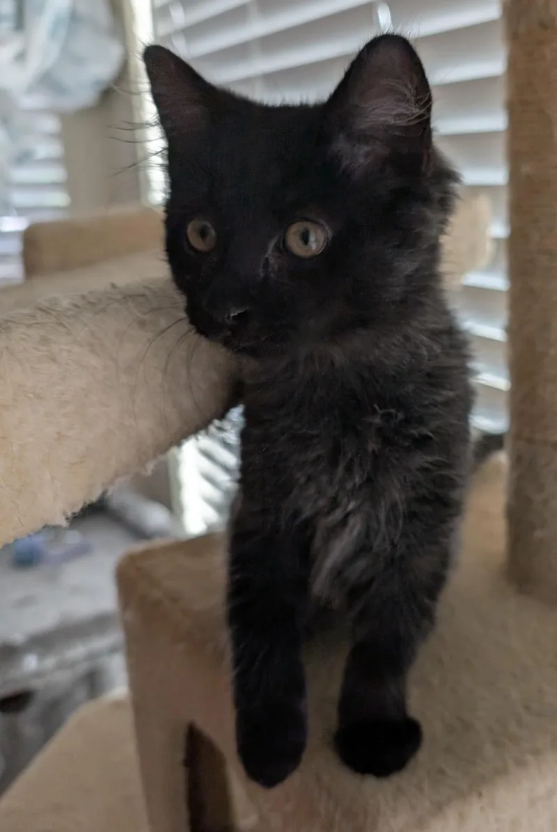 A baby small-sized male Domestic Short Hair cat named Wilbur Cutie Wright for adoption in Chandler, AZ