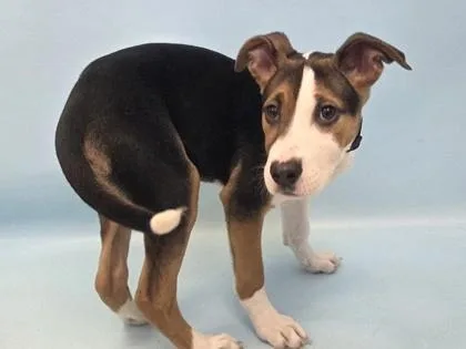 A baby large-sized female German Shepherd Dog dog named Kalliope for adoption in Woodbury, MN