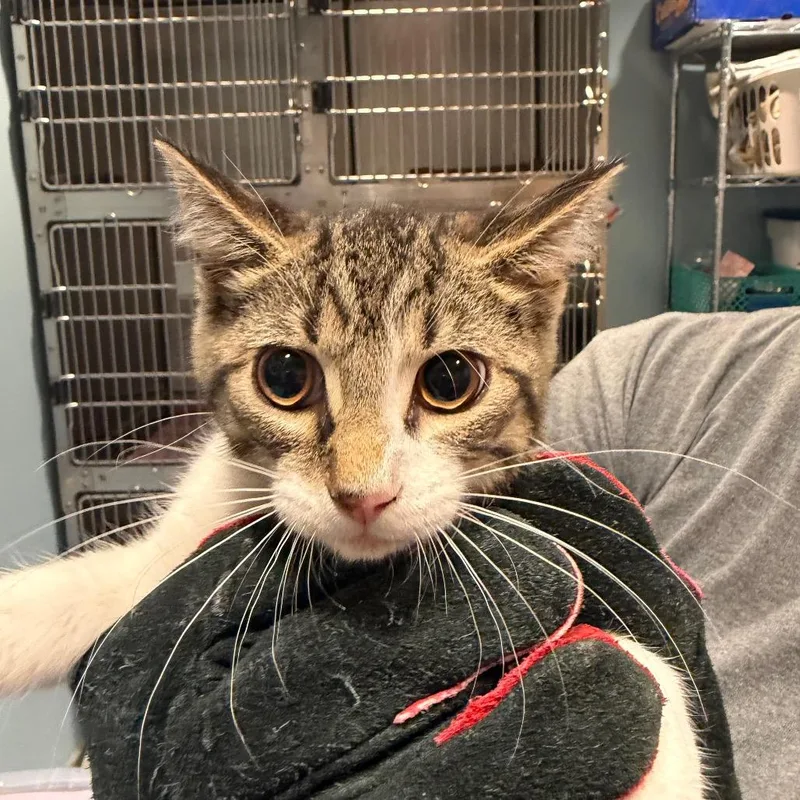 A baby small-sized male Buff / Tan / Fawn Domestic Short Hair cat named Lima Bean for adoption in Chattanooga, TN