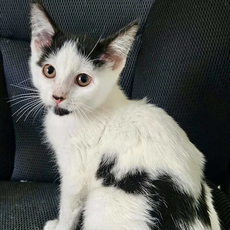 A baby medium-sized female Black & White / Tuxedo Domestic Short Hair cat named Chartreuse for adoption in Richmond, VA