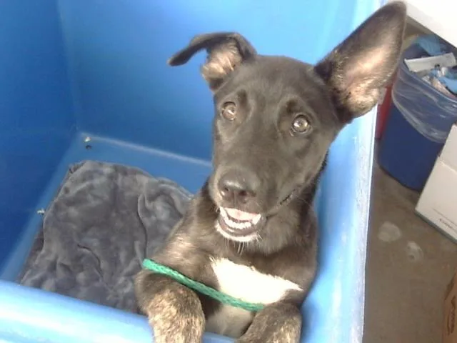 A baby large-sized female Mixed Breed dog named Honey for adoption in Dallas, TX