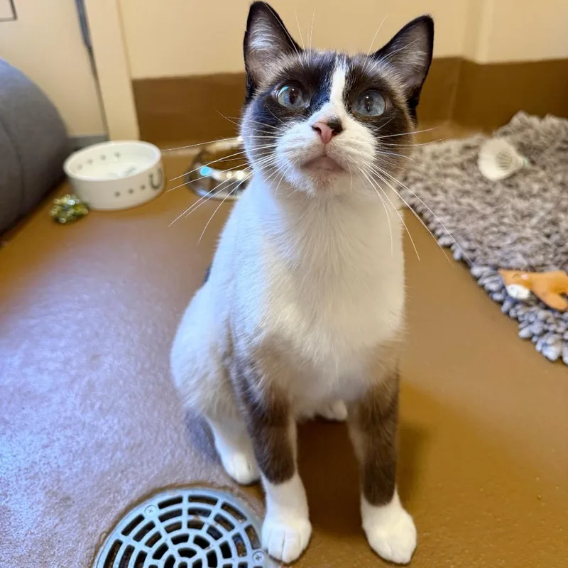 An adult small-sized female Buff / Tan / Fawn Siamese cat named Anchovy for adoption in Agoura Hills, CA