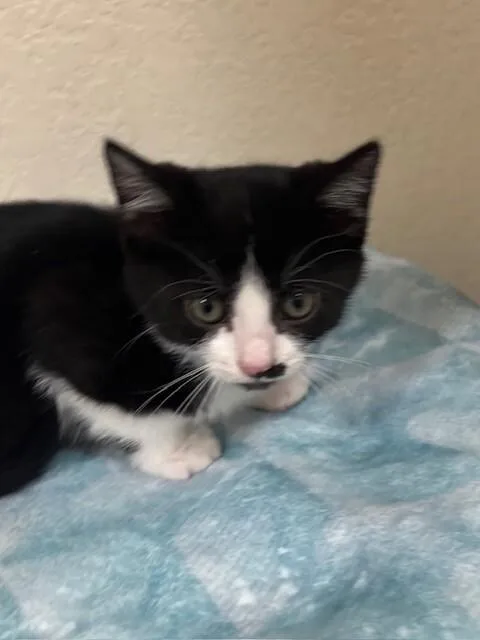 A young medium-sized female Black Domestic Short Hair cat named Binx for adoption in Fort Collins, CO