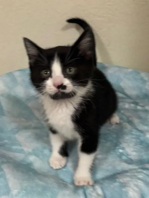 Binx thumbnail 3