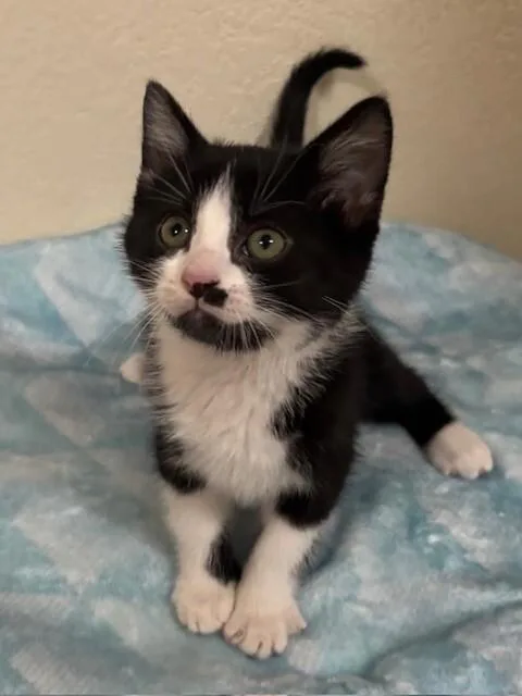 Binx thumbnail 4