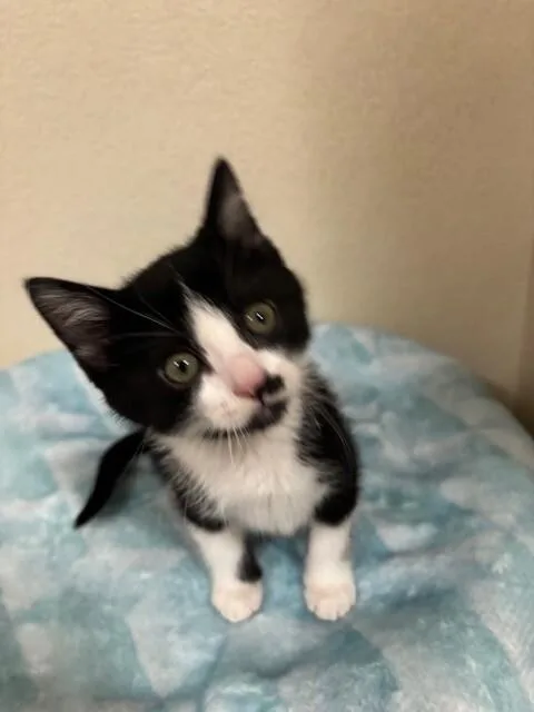 Binx thumbnail 5