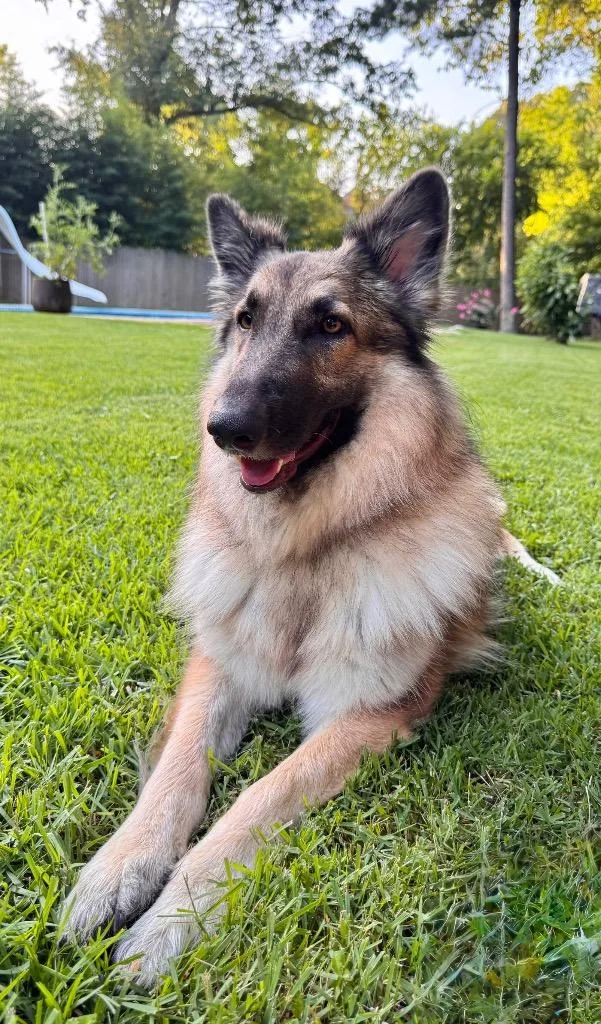 A young large-sized female German Shepherd Dog dog named April for adoption in Princeton, MA