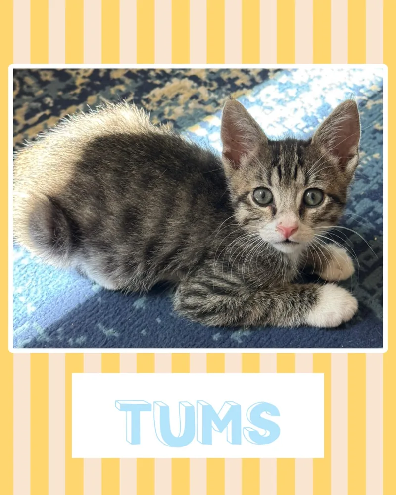 Tums thumbnail 2