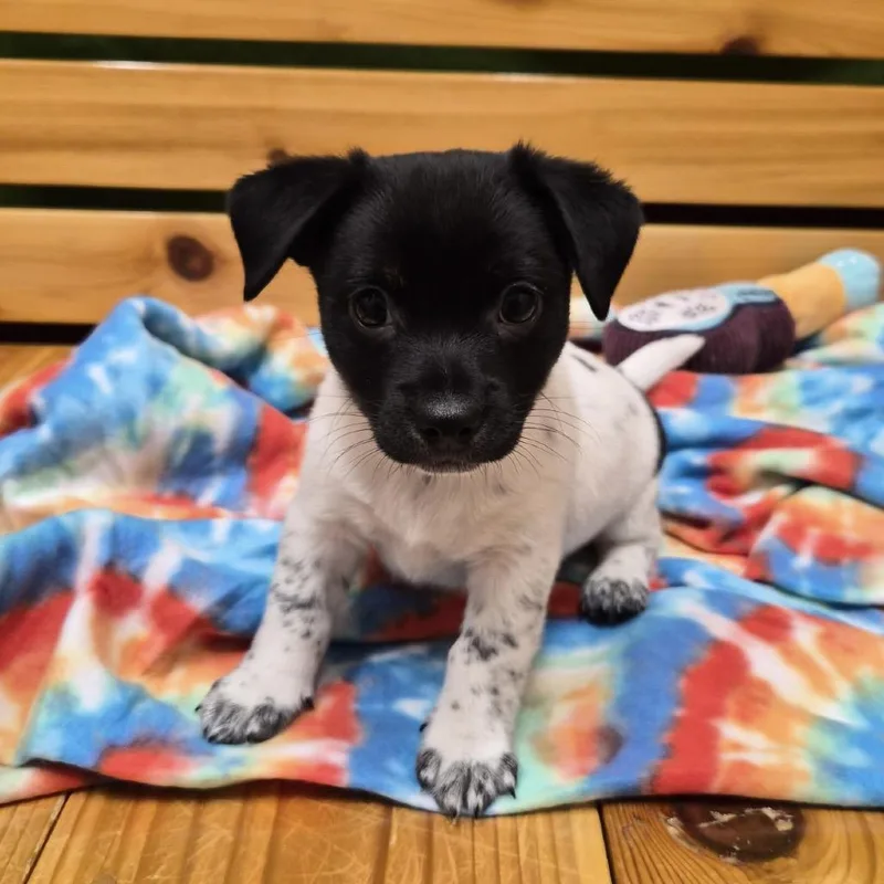 A baby small-sized male Mixed Breed dog named Jammin for adoption in Woodstock, IL