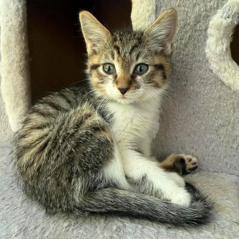 A baby small-sized male White Domestic Short Hair cat named CT Tito avail Aug for adoption in Eastford, CT