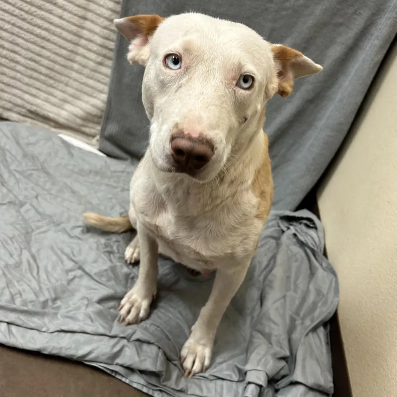 A young medium-sized female White / Cream Bull Terrier dog named Milli for adoption in Flagstaff, AZ