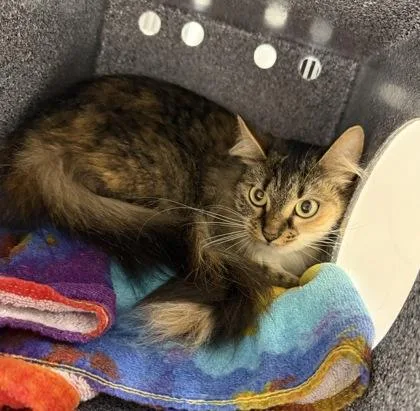 A young medium-sized female Domestic Short Hair cat named Mona Lisa for adoption in Daytona Beach, FL