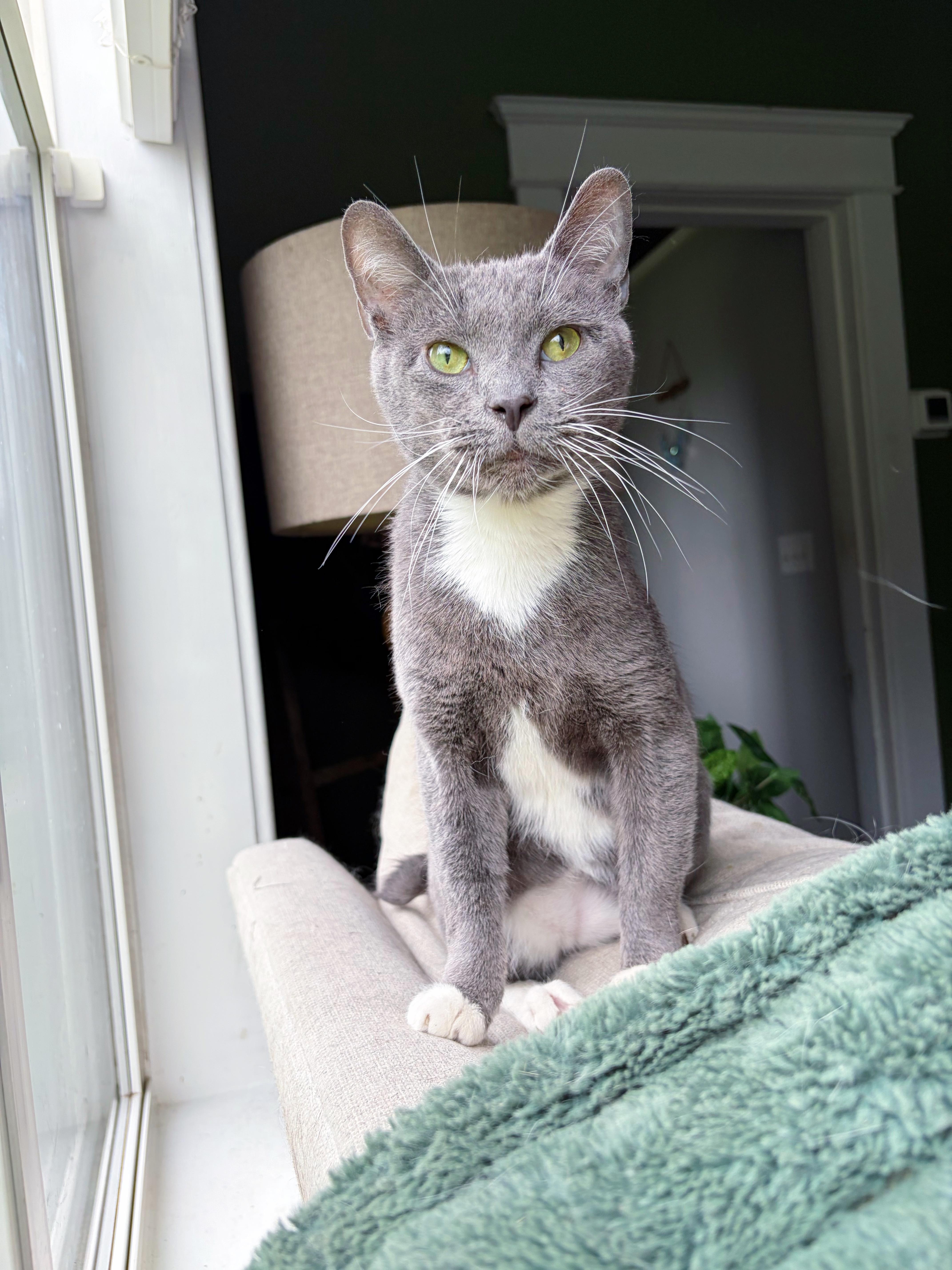 An adult medium-sized male Domestic Short Hair cat named Luca for adoption in Bethel, OH
