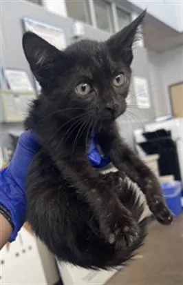 A baby medium-sized female Domestic Short Hair cat named Ivy for adoption in Dallas, TX