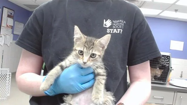 A baby small-sized female Domestic Short Hair cat named Hannah for adoption in Omaha, NE