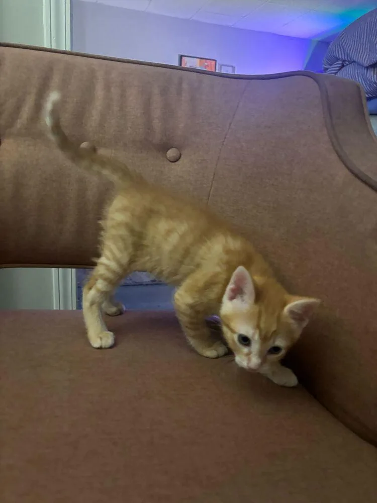 A baby small-sized female Tabby (Orange / Red) Domestic Short Hair cat named Cap'n for adoption in Marietta, GA