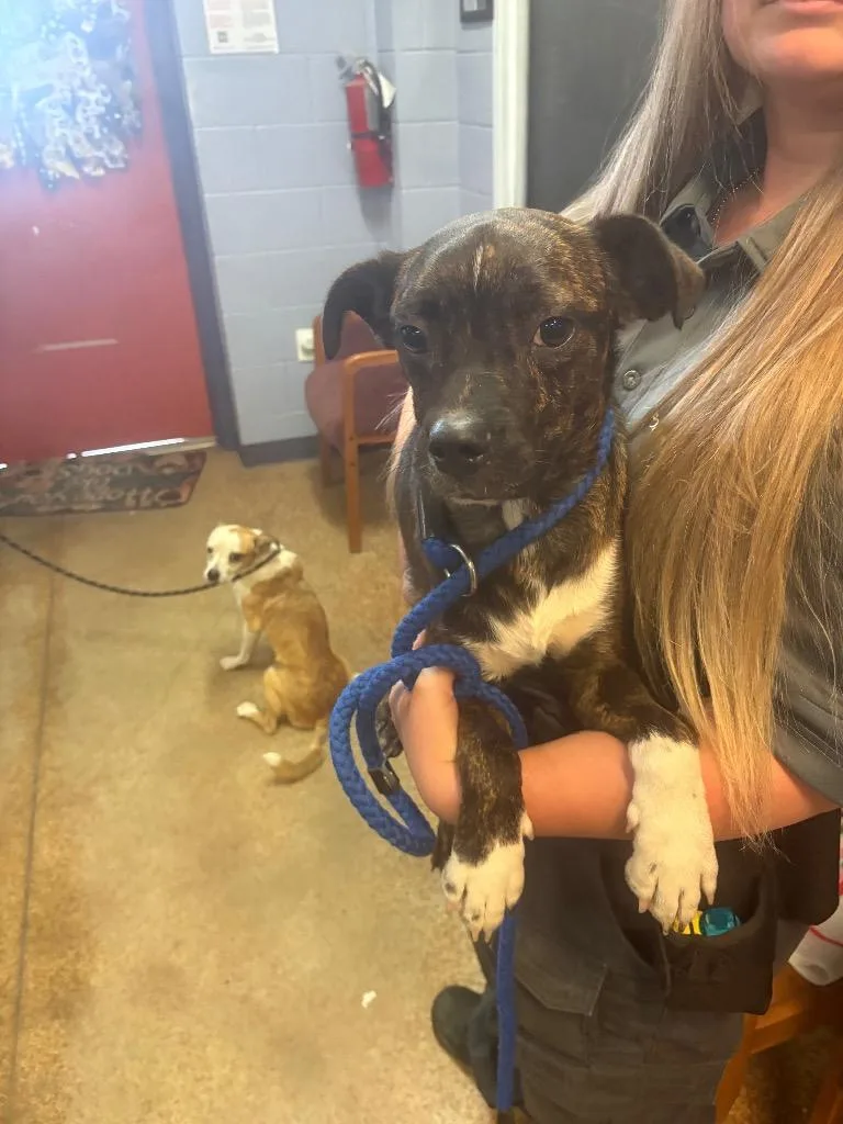 A young small-sized male Boston Terrier dog named Fidget for adoption in Brownwood, TX