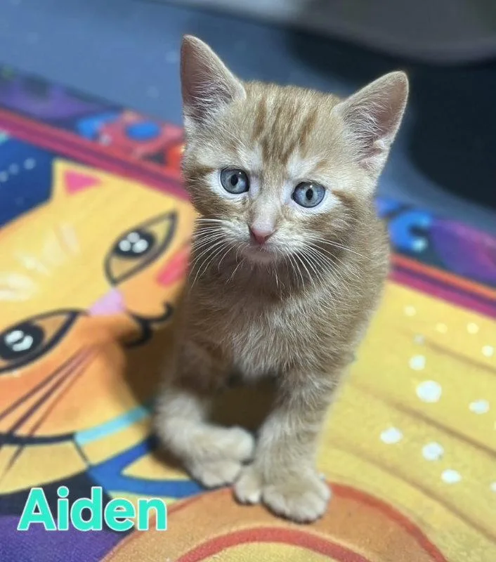 A young medium-sized male Orange / Red Domestic Short Hair cat named Aiden for adoption in Delran, NJ