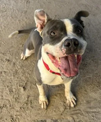 An adult large-sized male Pit Bull Terrier dog named Chief for adoption in Savannah, GA
