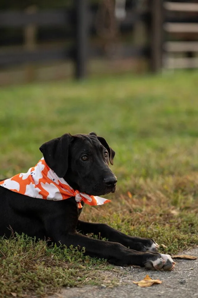 A baby large-sized male Tricolor (Brown, Black, & White) Great Dane dog named Timmy for adoption in Mooresville, NC