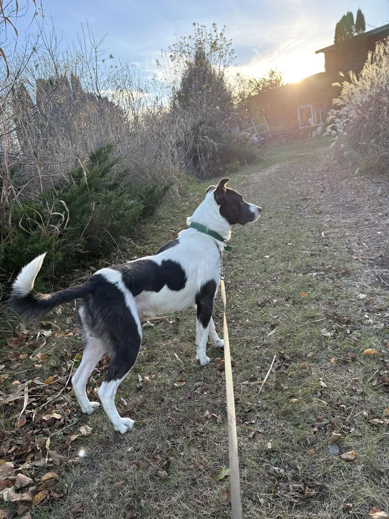 Bandit Blue thumbnail 2