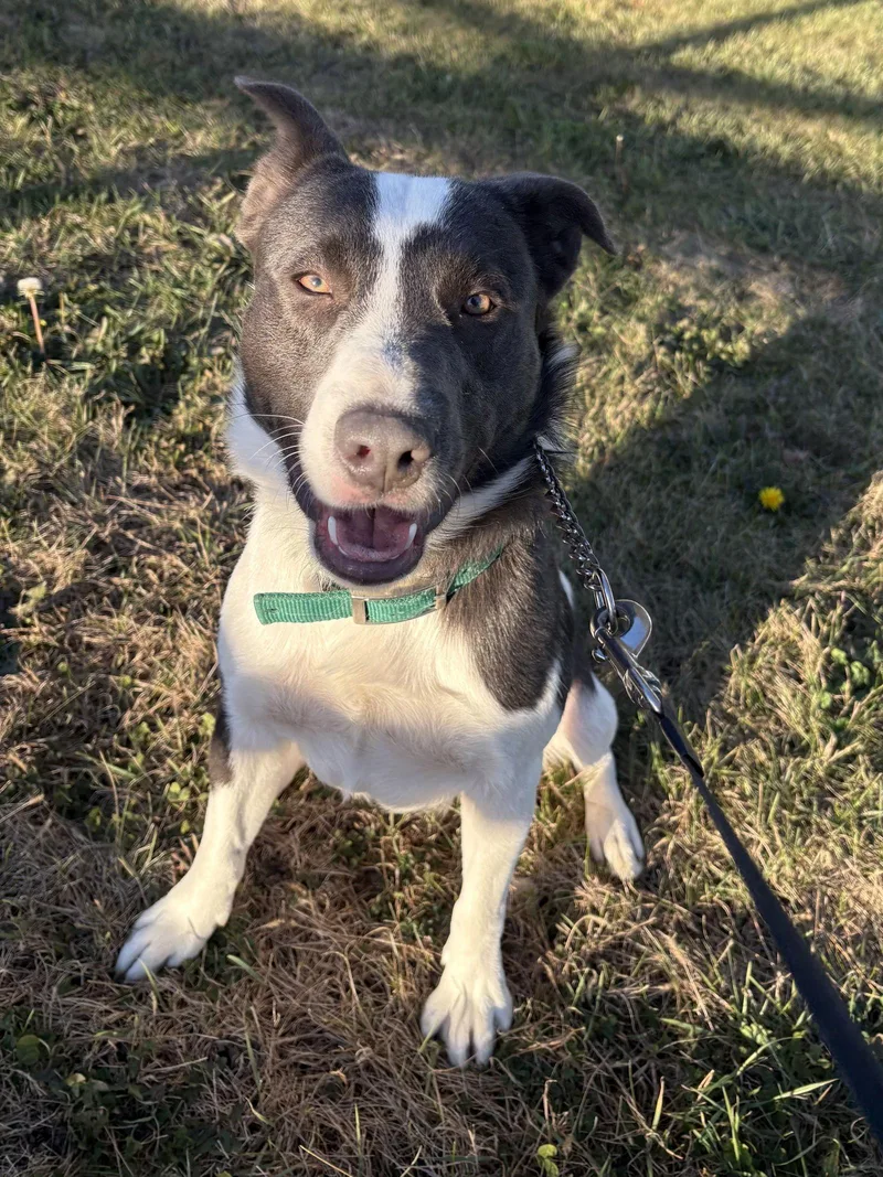 Bandit Blue thumbnail 3