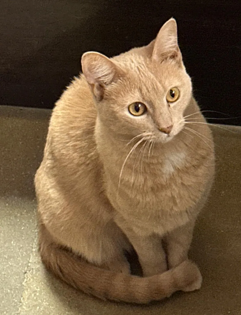 An adult medium-sized female Buff & White Domestic Short Hair cat named Jojo for adoption in Belleville, IL