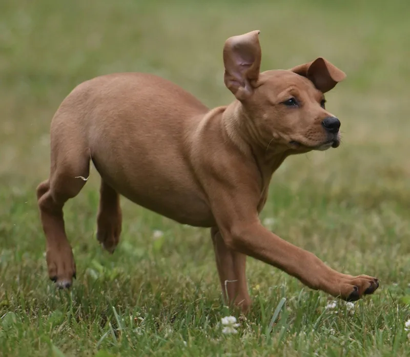 A baby large-sized female Labrador Retriever dog named Noor for adoption in Mechanicsburg, PA