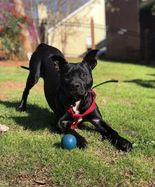 An adult medium-sized male Staffordshire Bull Terrier dog named Bane for adoption in Douglasville, GA