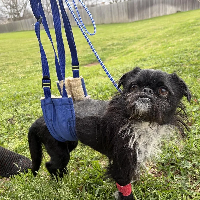An adult small-sized male Black Brussels Griffon dog named Oreo Crumble for adoption in Houston, TX