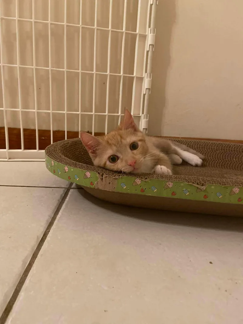A young medium-sized male Orange & White Domestic Short Hair cat named Pumpkin for adoption in Belchertown, MA