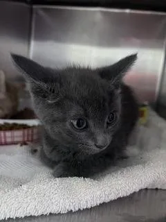 A baby small-sized female Gray / Blue / Silver Domestic Short Hair cat named Blobfish for adoption in El Paso, TX