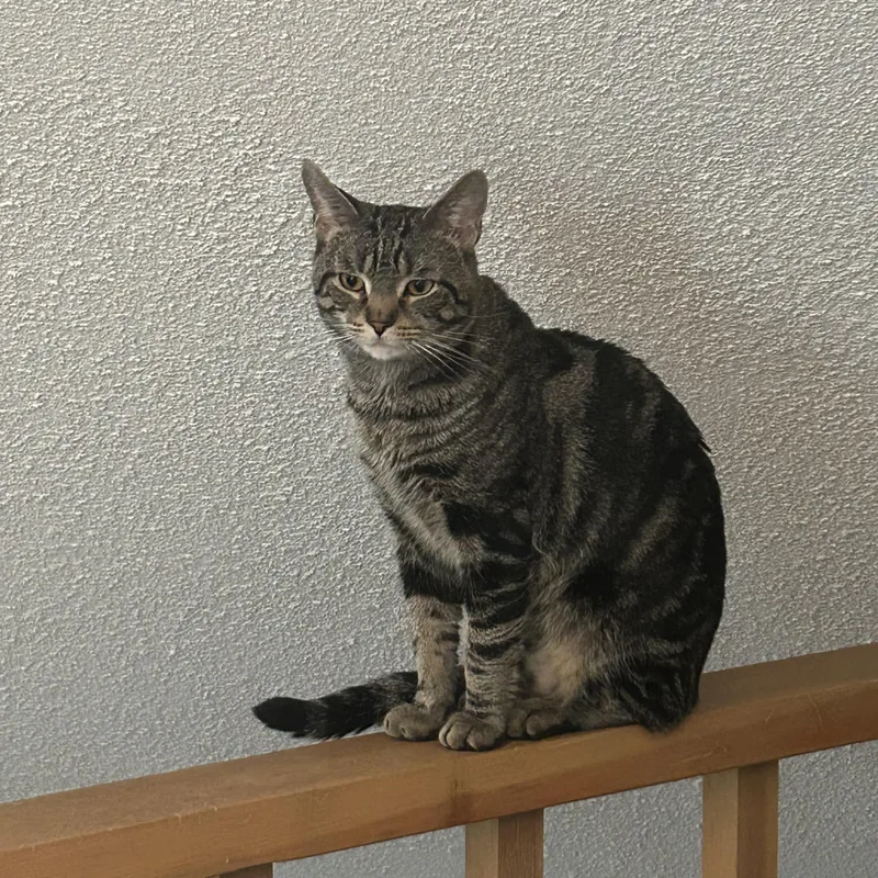 A young medium-sized male Tabby cat named Yosemite for adoption in Staten Island, NY