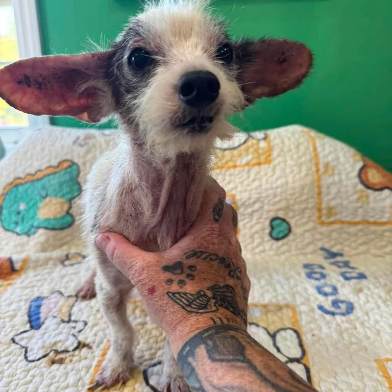 A senior small-sized male Mixed Breed dog named Wiggles for adoption in Jackson, MO