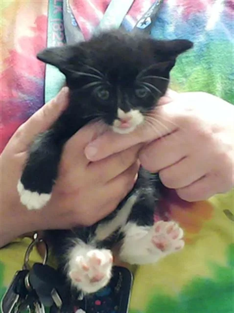 A baby small-sized male Domestic Short Hair cat named Jury Duty for adoption in Fayetteville, NC