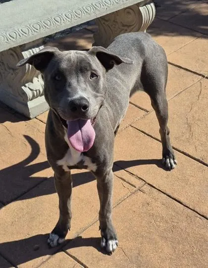 A young medium-sized male Terrier dog named Rocko for adoption in Shreveport, LA