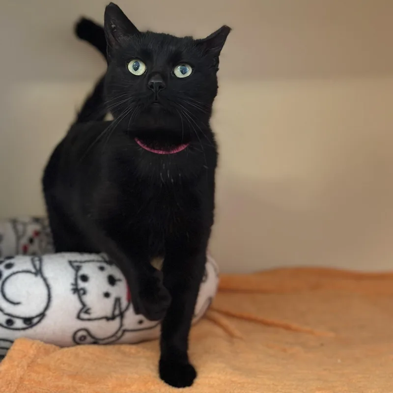 Whoopie Winchester thumbnail 2