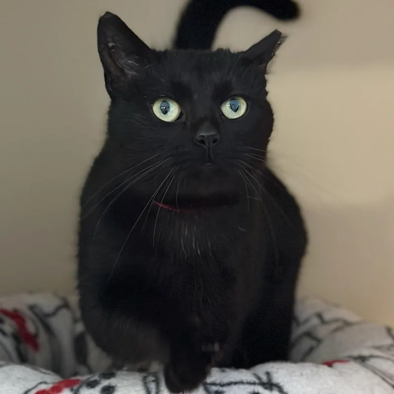 Whoopie Winchester thumbnail 3