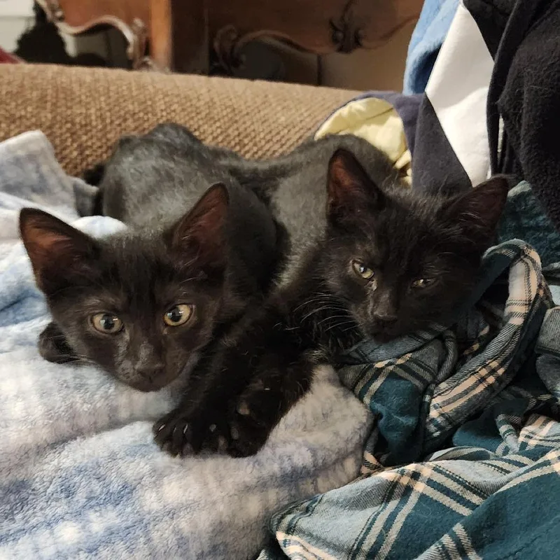 A baby small-sized female Black Domestic Short Hair cat named Topanga for adoption in Williston, FL