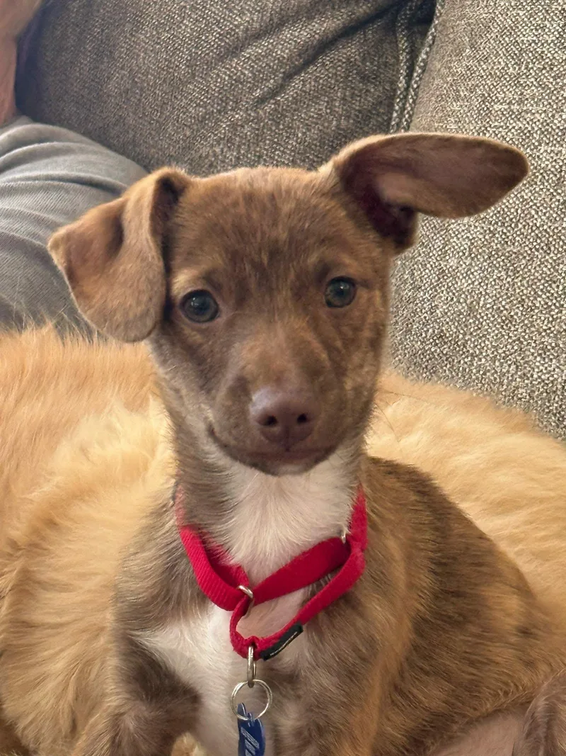 A baby small-sized male Chihuahua dog named Brayden for adoption in De Pere, WI