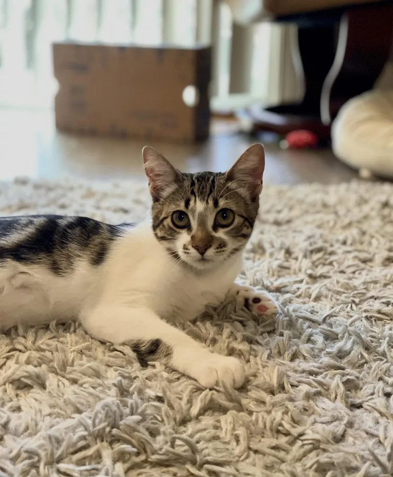 A young medium-sized female Domestic Short Hair cat named Parker + Jeffy for adoption in Davis, CA
