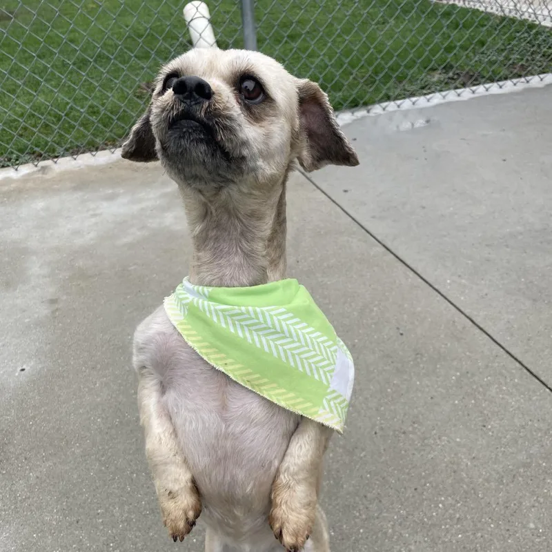 An adult small-sized male Yellow / Tan / Blond / Fawn Yorkshire Terrier dog named Tyler for adoption in South Haven, MI
