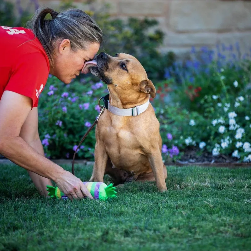 An adult medium-sized female American Staffordshire Terrier dog named Honey for adoption in Blacksburg, VA