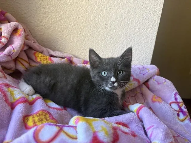 A baby small-sized female Domestic Short Hair cat named Daphne for adoption in Colorado Springs, CO