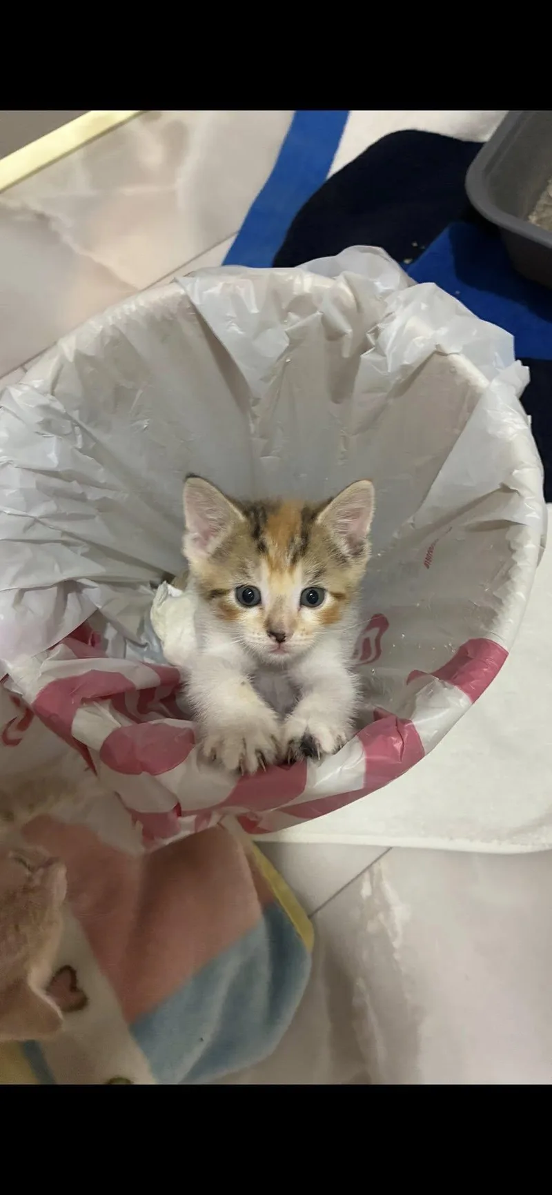 A baby medium-sized female Calico cat named Shiva Shay for adoption in Omaha, NE